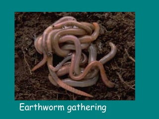 Earthworm gathering
 