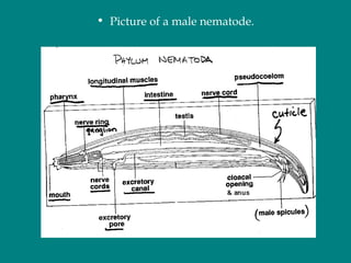 • Picture of a male nematode.
 