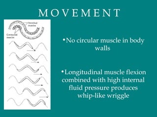 M O V E M E N T
•No circular muscle in body
walls
•Longitudinal muscle flexion
combined with high internal
fluid pressure produces
whip-like wriggle
 