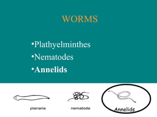 WORMS
•Plathyelminthes
•Nematodes
•Annelids
Annelids
 