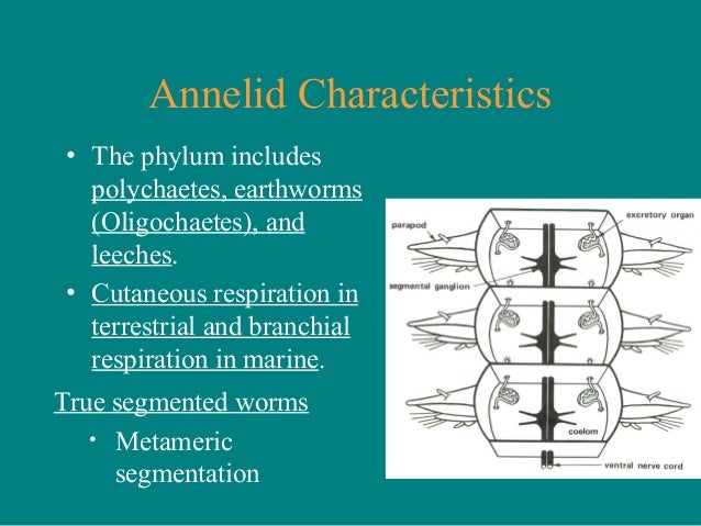 are nematodes segmented