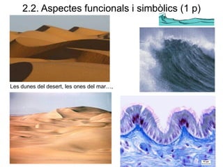 2.2. Aspectes funcionals i simbòlics (1 p)
Les dunes del desert, les ones del mar…,
 