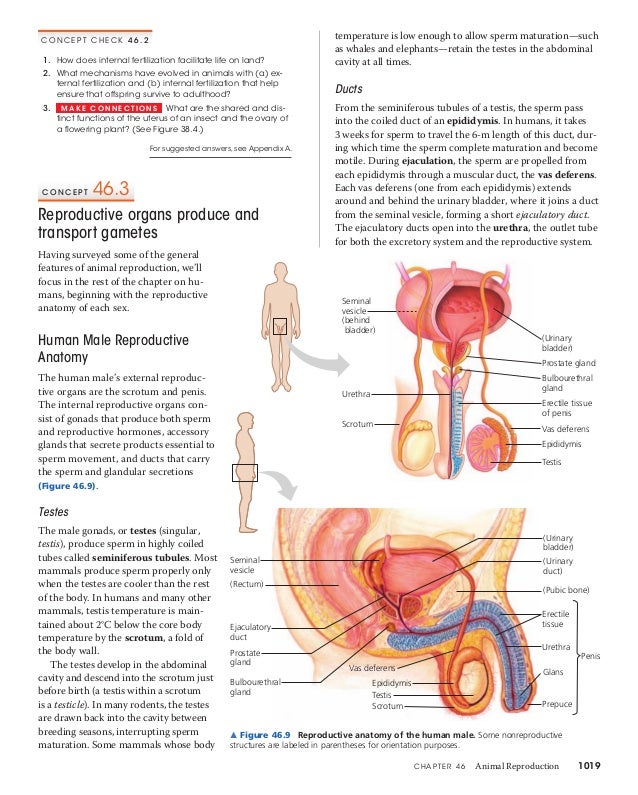 46 animal reproduction