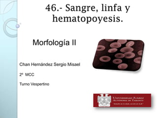 46.- Sangre, linfa y
              hematopoyesis.

       Morfología II

Chan Hernández Sergio Misael

2º MCC

Turno Vespertino
 