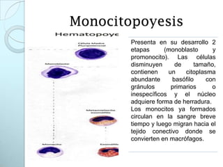 46. sangre, linfa y hematopoyesis | PPTX