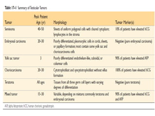 testis pathology