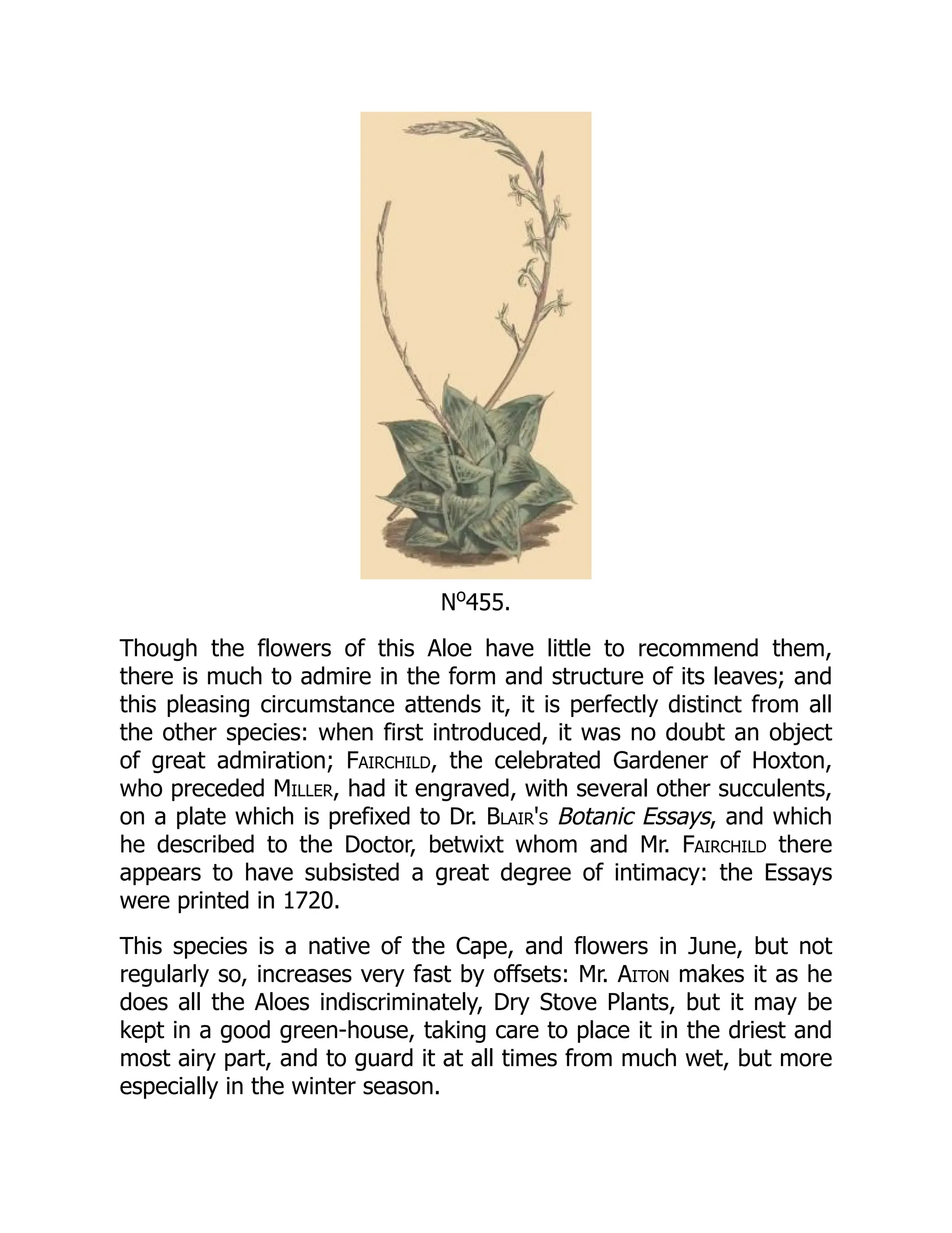 No
455.
Though the flowers of this Aloe have little to recommend them,
there is much to admire in the form and structure of its leaves; and
this pleasing circumstance attends it, it is perfectly distinct from all
the other species: when first introduced, it was no doubt an object
of great admiration; Fairchild, the celebrated Gardener of Hoxton,
who preceded Miller, had it engraved, with several other succulents,
on a plate which is prefixed to Dr. Blair's Botanic Essays, and which
he described to the Doctor, betwixt whom and Mr. Fairchild there
appears to have subsisted a great degree of intimacy: the Essays
were printed in 1720.
This species is a native of the Cape, and flowers in June, but not
regularly so, increases very fast by offsets: Mr. Aiton makes it as he
does all the Aloes indiscriminately, Dry Stove Plants, but it may be
kept in a good green-house, taking care to place it in the driest and
most airy part, and to guard it at all times from much wet, but more
especially in the winter season.
 