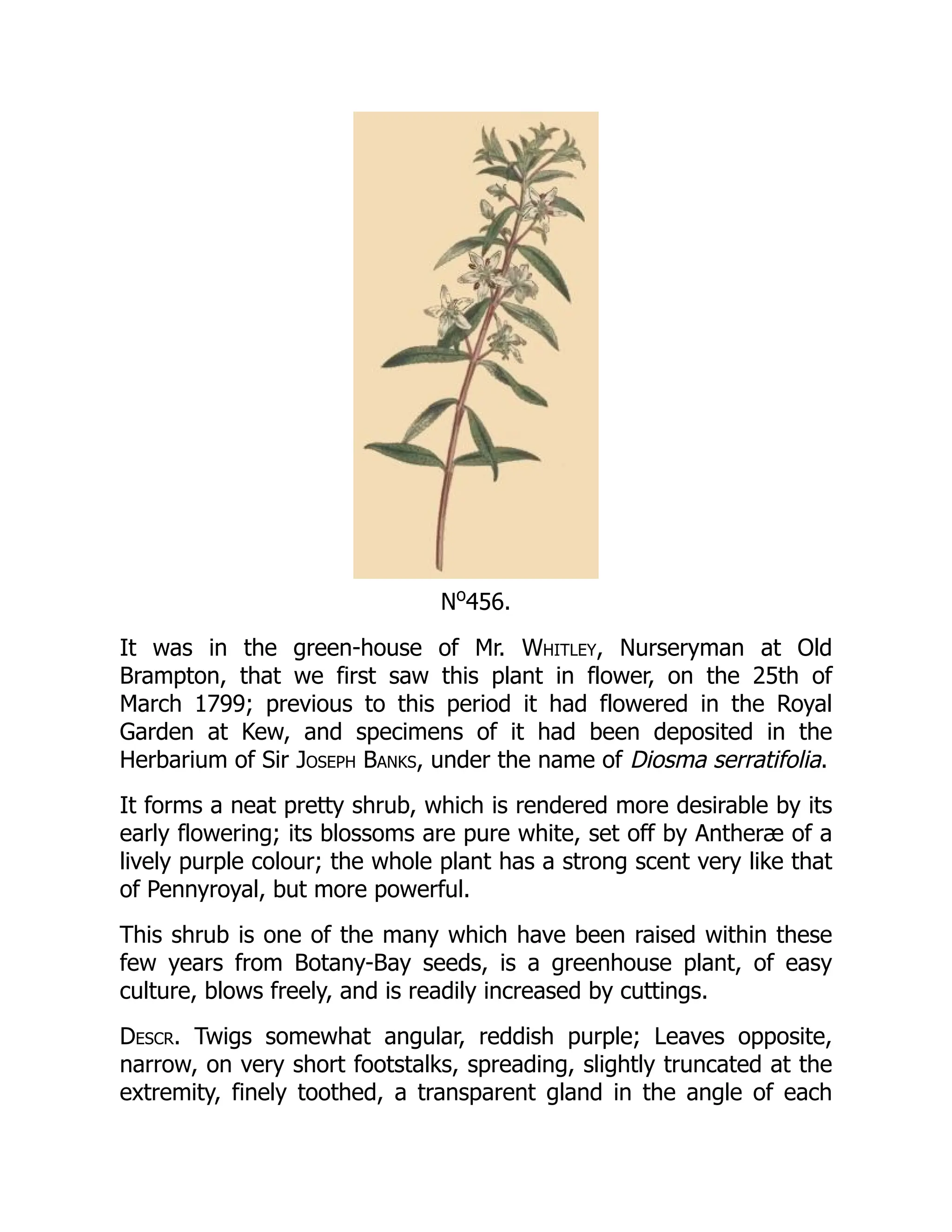 No
456.
It was in the green-house of Mr. Whitley, Nurseryman at Old
Brampton, that we first saw this plant in flower, on the 25th of
March 1799; previous to this period it had flowered in the Royal
Garden at Kew, and specimens of it had been deposited in the
Herbarium of Sir Joseph Banks, under the name of Diosma serratifolia.
It forms a neat pretty shrub, which is rendered more desirable by its
early flowering; its blossoms are pure white, set off by Antheræ of a
lively purple colour; the whole plant has a strong scent very like that
of Pennyroyal, but more powerful.
This shrub is one of the many which have been raised within these
few years from Botany-Bay seeds, is a greenhouse plant, of easy
culture, blows freely, and is readily increased by cuttings.
Descr. Twigs somewhat angular, reddish purple; Leaves opposite,
narrow, on very short footstalks, spreading, slightly truncated at the
extremity, finely toothed, a transparent gland in the angle of each
 