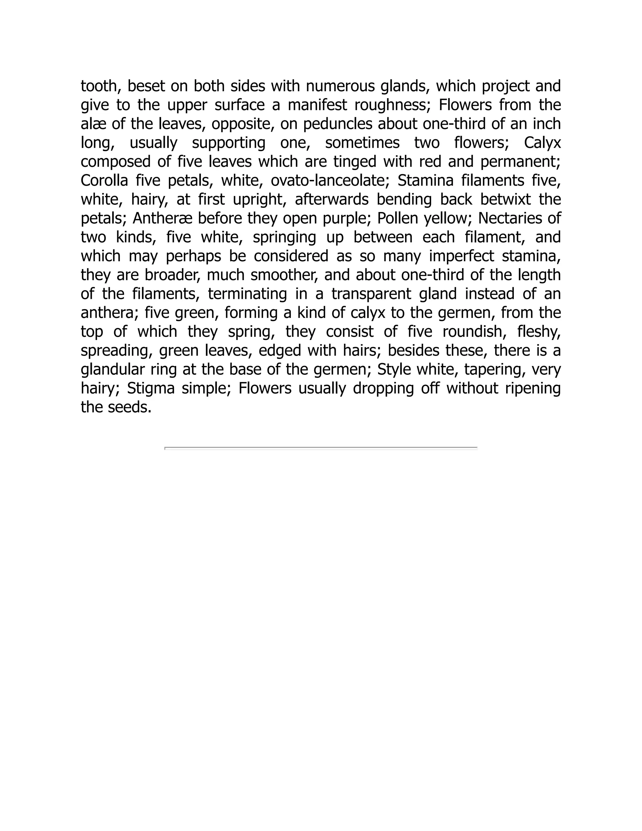 tooth, beset on both sides with numerous glands, which project and
give to the upper surface a manifest roughness; Flowers from the
alæ of the leaves, opposite, on peduncles about one-third of an inch
long, usually supporting one, sometimes two flowers; Calyx
composed of five leaves which are tinged with red and permanent;
Corolla five petals, white, ovato-lanceolate; Stamina filaments five,
white, hairy, at first upright, afterwards bending back betwixt the
petals; Antheræ before they open purple; Pollen yellow; Nectaries of
two kinds, five white, springing up between each filament, and
which may perhaps be considered as so many imperfect stamina,
they are broader, much smoother, and about one-third of the length
of the filaments, terminating in a transparent gland instead of an
anthera; five green, forming a kind of calyx to the germen, from the
top of which they spring, they consist of five roundish, fleshy,
spreading, green leaves, edged with hairs; besides these, there is a
glandular ring at the base of the germen; Style white, tapering, very
hairy; Stigma simple; Flowers usually dropping off without ripening
the seeds.
 