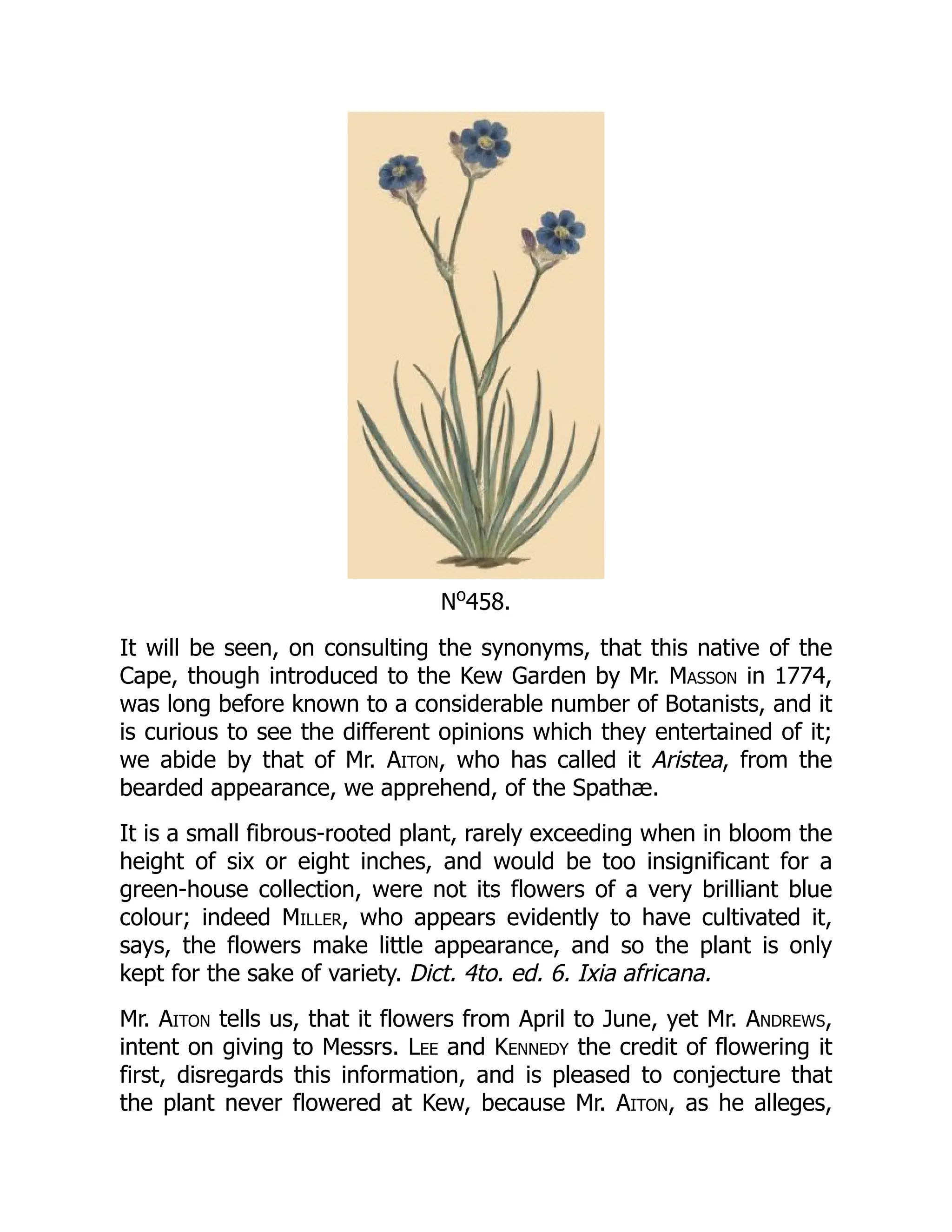 No
458.
It will be seen, on consulting the synonyms, that this native of the
Cape, though introduced to the Kew Garden by Mr. Masson in 1774,
was long before known to a considerable number of Botanists, and it
is curious to see the different opinions which they entertained of it;
we abide by that of Mr. Aiton, who has called it Aristea, from the
bearded appearance, we apprehend, of the Spathæ.
It is a small fibrous-rooted plant, rarely exceeding when in bloom the
height of six or eight inches, and would be too insignificant for a
green-house collection, were not its flowers of a very brilliant blue
colour; indeed Miller, who appears evidently to have cultivated it,
says, the flowers make little appearance, and so the plant is only
kept for the sake of variety. Dict. 4to. ed. 6. Ixia africana.
Mr. Aiton tells us, that it flowers from April to June, yet Mr. Andrews,
intent on giving to Messrs. Lee and Kennedy the credit of flowering it
first, disregards this information, and is pleased to conjecture that
the plant never flowered at Kew, because Mr. Aiton, as he alleges,
 