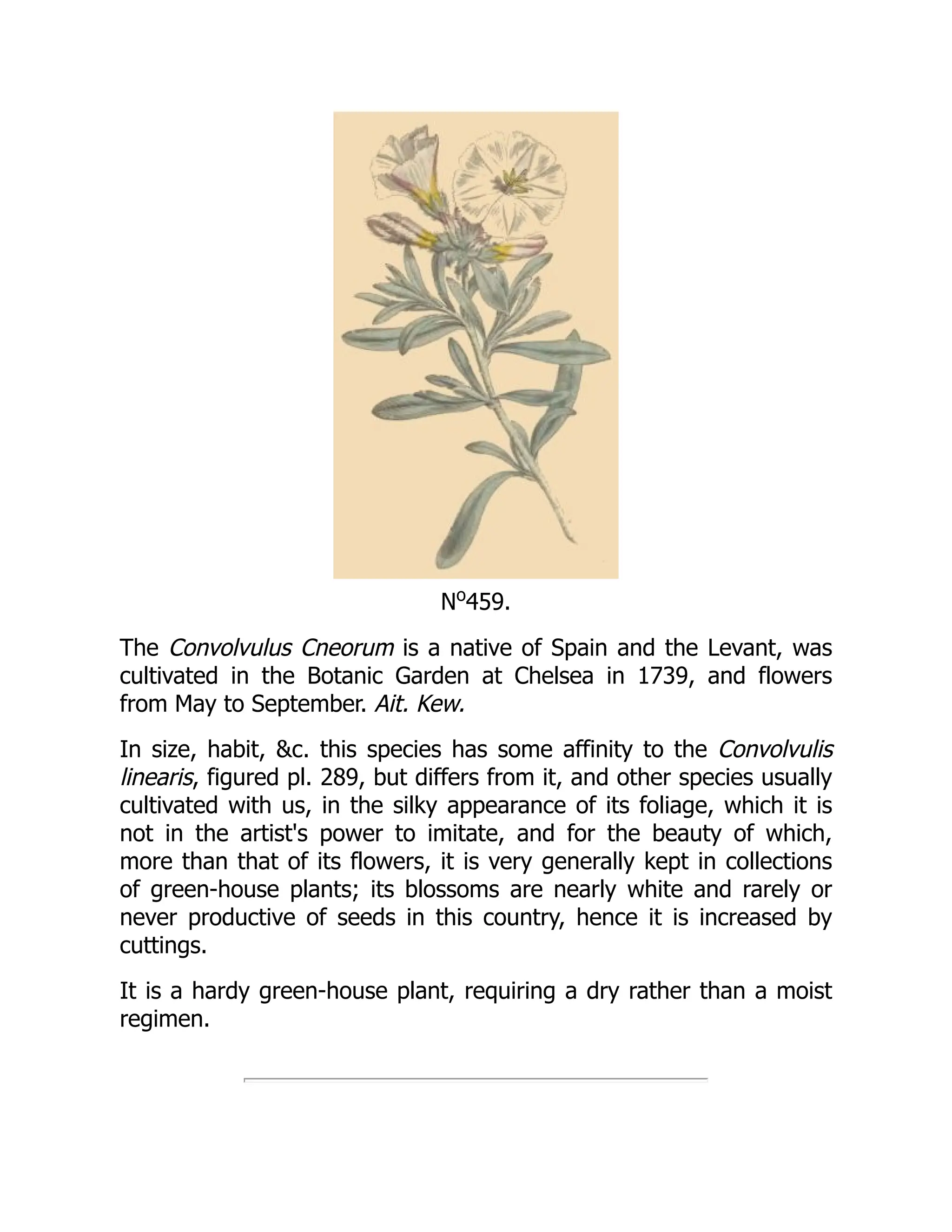 No
459.
The Convolvulus Cneorum is a native of Spain and the Levant, was
cultivated in the Botanic Garden at Chelsea in 1739, and flowers
from May to September. Ait. Kew.
In size, habit, &c. this species has some affinity to the Convolvulis
linearis, figured pl. 289, but differs from it, and other species usually
cultivated with us, in the silky appearance of its foliage, which it is
not in the artist's power to imitate, and for the beauty of which,
more than that of its flowers, it is very generally kept in collections
of green-house plants; its blossoms are nearly white and rarely or
never productive of seeds in this country, hence it is increased by
cuttings.
It is a hardy green-house plant, requiring a dry rather than a moist
regimen.
 