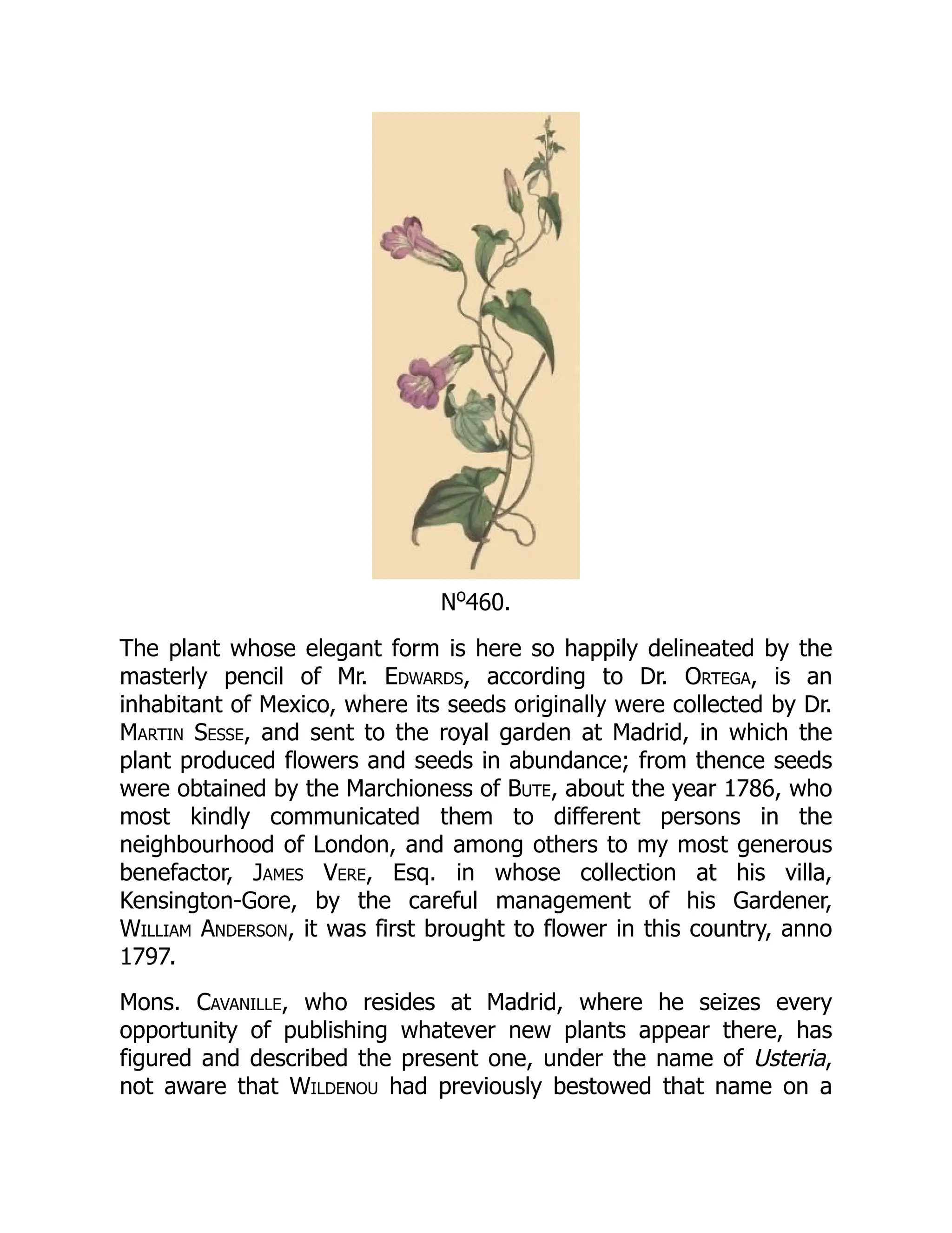 No
460.
The plant whose elegant form is here so happily delineated by the
masterly pencil of Mr. Edwards, according to Dr. Ortega, is an
inhabitant of Mexico, where its seeds originally were collected by Dr.
Martin Sesse, and sent to the royal garden at Madrid, in which the
plant produced flowers and seeds in abundance; from thence seeds
were obtained by the Marchioness of Bute, about the year 1786, who
most kindly communicated them to different persons in the
neighbourhood of London, and among others to my most generous
benefactor, James Vere, Esq. in whose collection at his villa,
Kensington-Gore, by the careful management of his Gardener,
William Anderson, it was first brought to flower in this country, anno
1797.
Mons. Cavanille, who resides at Madrid, where he seizes every
opportunity of publishing whatever new plants appear there, has
figured and described the present one, under the name of Usteria,
not aware that Wildenou had previously bestowed that name on a
 