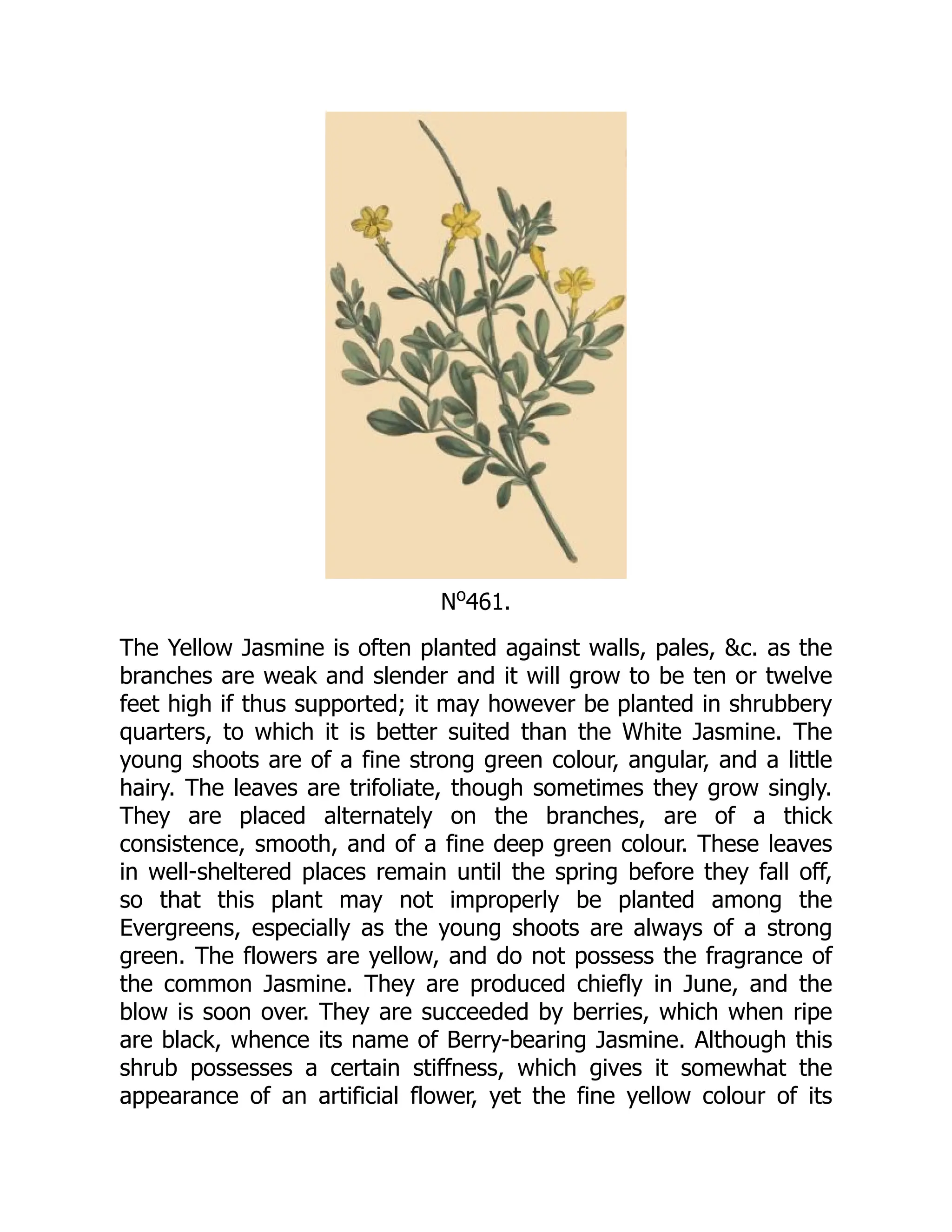 No
461.
The Yellow Jasmine is often planted against walls, pales, &c. as the
branches are weak and slender and it will grow to be ten or twelve
feet high if thus supported; it may however be planted in shrubbery
quarters, to which it is better suited than the White Jasmine. The
young shoots are of a fine strong green colour, angular, and a little
hairy. The leaves are trifoliate, though sometimes they grow singly.
They are placed alternately on the branches, are of a thick
consistence, smooth, and of a fine deep green colour. These leaves
in well-sheltered places remain until the spring before they fall off,
so that this plant may not improperly be planted among the
Evergreens, especially as the young shoots are always of a strong
green. The flowers are yellow, and do not possess the fragrance of
the common Jasmine. They are produced chiefly in June, and the
blow is soon over. They are succeeded by berries, which when ripe
are black, whence its name of Berry-bearing Jasmine. Although this
shrub possesses a certain stiffness, which gives it somewhat the
appearance of an artificial flower, yet the fine yellow colour of its
 