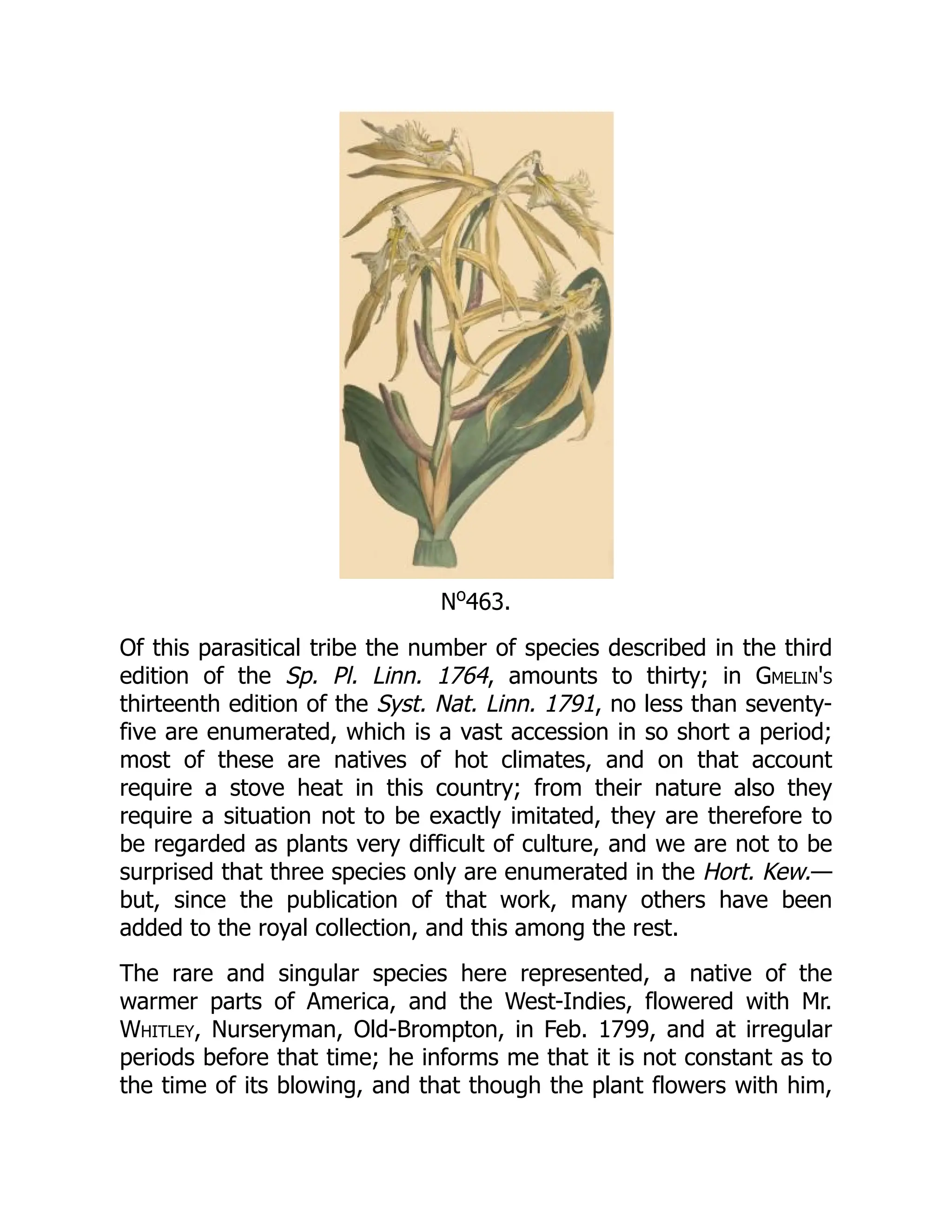 No
463.
Of this parasitical tribe the number of species described in the third
edition of the Sp. Pl. Linn. 1764, amounts to thirty; in Gmelin's
thirteenth edition of the Syst. Nat. Linn. 1791, no less than seventy-
five are enumerated, which is a vast accession in so short a period;
most of these are natives of hot climates, and on that account
require a stove heat in this country; from their nature also they
require a situation not to be exactly imitated, they are therefore to
be regarded as plants very difficult of culture, and we are not to be
surprised that three species only are enumerated in the Hort. Kew.—
but, since the publication of that work, many others have been
added to the royal collection, and this among the rest.
The rare and singular species here represented, a native of the
warmer parts of America, and the West-Indies, flowered with Mr.
Whitley, Nurseryman, Old-Brompton, in Feb. 1799, and at irregular
periods before that time; he informs me that it is not constant as to
the time of its blowing, and that though the plant flowers with him,
 