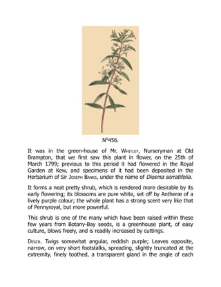 No
456.
It was in the green-house of Mr. Whitley, Nurseryman at Old
Brampton, that we first saw this plant in flower, on the 25th of
March 1799; previous to this period it had flowered in the Royal
Garden at Kew, and specimens of it had been deposited in the
Herbarium of Sir Joseph Banks, under the name of Diosma serratifolia.
It forms a neat pretty shrub, which is rendered more desirable by its
early flowering; its blossoms are pure white, set off by Antheræ of a
lively purple colour; the whole plant has a strong scent very like that
of Pennyroyal, but more powerful.
This shrub is one of the many which have been raised within these
few years from Botany-Bay seeds, is a greenhouse plant, of easy
culture, blows freely, and is readily increased by cuttings.
Descr. Twigs somewhat angular, reddish purple; Leaves opposite,
narrow, on very short footstalks, spreading, slightly truncated at the
extremity, finely toothed, a transparent gland in the angle of each
 