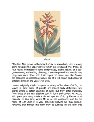 No
457.
"The Fan Aloe grows to the height of six or seven feet, with a strong
stem, towards the upper part of which are produced two, three, or
four heads, composed of long, compressed, pliable leaves, of a sea-
green colour, and ending obtusely; these are placed in a double row,
lying over each other, with their edges the same way; the flowers
are produced in short loose spikes, are of a red colour, and appear at
different times of the year." Mill. Dict.
Linnæus originally made this plant a variety of his Aloe disticha, the
leaves in their mode of growth are indeed truly distichous, few
plants afford a better example of such, but they differ materially
from those of the real disticha both in form and colour: Mr. Miller,
with great propriety, made a distinct species of it, by the name of
plicatilis, or Fan Aloe, which Mr. Aiton has continued; and by the
name of Fan Aloe it is very generally known: we may remark,
however, that though this term may be justified by the form into
 