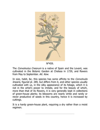 No
459.
The Convolvulus Cneorum is a native of Spain and the Levant, was
cultivated in the Botanic Garden at Chelsea in 1739, and flowers
from May to September. Ait. Kew.
In size, habit, &c. this species has some affinity to the Convolvulis
linearis, figured pl. 289, but differs from it, and other species usually
cultivated with us, in the silky appearance of its foliage, which it is
not in the artist's power to imitate, and for the beauty of which,
more than that of its flowers, it is very generally kept in collections
of green-house plants; its blossoms are nearly white and rarely or
never productive of seeds in this country, hence it is increased by
cuttings.
It is a hardy green-house plant, requiring a dry rather than a moist
regimen.
 