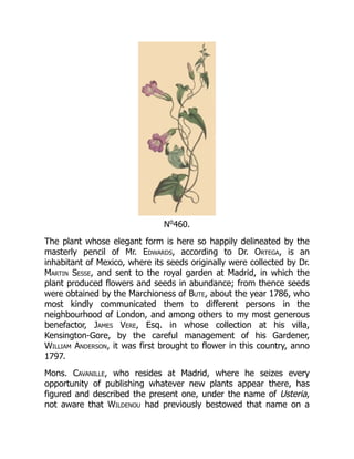 No
460.
The plant whose elegant form is here so happily delineated by the
masterly pencil of Mr. Edwards, according to Dr. Ortega, is an
inhabitant of Mexico, where its seeds originally were collected by Dr.
Martin Sesse, and sent to the royal garden at Madrid, in which the
plant produced flowers and seeds in abundance; from thence seeds
were obtained by the Marchioness of Bute, about the year 1786, who
most kindly communicated them to different persons in the
neighbourhood of London, and among others to my most generous
benefactor, James Vere, Esq. in whose collection at his villa,
Kensington-Gore, by the careful management of his Gardener,
William Anderson, it was first brought to flower in this country, anno
1797.
Mons. Cavanille, who resides at Madrid, where he seizes every
opportunity of publishing whatever new plants appear there, has
figured and described the present one, under the name of Usteria,
not aware that Wildenou had previously bestowed that name on a
 