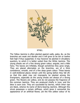 No
461.
The Yellow Jasmine is often planted against walls, pales, &c. as the
branches are weak and slender and it will grow to be ten or twelve
feet high if thus supported; it may however be planted in shrubbery
quarters, to which it is better suited than the White Jasmine. The
young shoots are of a fine strong green colour, angular, and a little
hairy. The leaves are trifoliate, though sometimes they grow singly.
They are placed alternately on the branches, are of a thick
consistence, smooth, and of a fine deep green colour. These leaves
in well-sheltered places remain until the spring before they fall off,
so that this plant may not improperly be planted among the
Evergreens, especially as the young shoots are always of a strong
green. The flowers are yellow, and do not possess the fragrance of
the common Jasmine. They are produced chiefly in June, and the
blow is soon over. They are succeeded by berries, which when ripe
are black, whence its name of Berry-bearing Jasmine. Although this
shrub possesses a certain stiffness, which gives it somewhat the
appearance of an artificial flower, yet the fine yellow colour of its
 