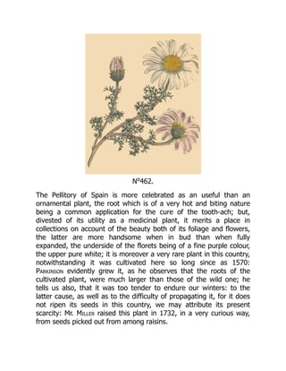 No
462.
The Pellitory of Spain is more celebrated as an useful than an
ornamental plant, the root which is of a very hot and biting nature
being a common application for the cure of the tooth-ach; but,
divested of its utility as a medicinal plant, it merits a place in
collections on account of the beauty both of its foliage and flowers,
the latter are more handsome when in bud than when fully
expanded, the underside of the florets being of a fine purple colour,
the upper pure white; it is moreover a very rare plant in this country,
notwithstanding it was cultivated here so long since as 1570:
Parkinson evidently grew it, as he observes that the roots of the
cultivated plant, were much larger than those of the wild one; he
tells us also, that it was too tender to endure our winters: to the
latter cause, as well as to the difficulty of propagating it, for it does
not ripen its seeds in this country, we may attribute its present
scarcity: Mr. Miller raised this plant in 1732, in a very curious way,
from seeds picked out from among raisins.
 
