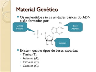 Material GenéticoMaterial Genético
Os nucleótidos são as unidades básicas do ADN
e são formados por:
Existem quatro tipos de bases azotadas:
◦ Timina (T);
◦ Adenina (A);
◦ Citosina (C)
◦ Guanina (G)
Grupo
Fosfato
Açúcar
Base
Azotada
 