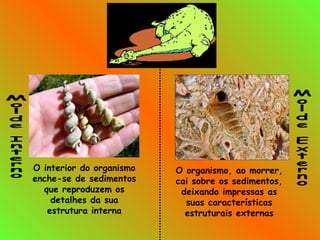 O interior do organismo
enche-se de sedimentos
que reproduzem os
detalhes da sua
estrutura interna
O organismo, ao morrer,
cai sobre os sedimentos,
deixando impressas as
suas características
estruturais externas
 