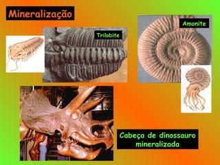 Trilobite
Amonite
Cabeça de dinossauro
mineralizada
Mineralização
 