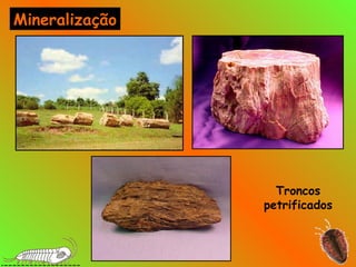 Troncos
petrificados
Mineralização
 