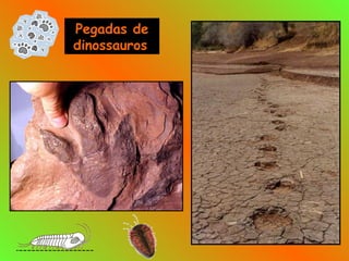 Pegadas de
dinossauros
 