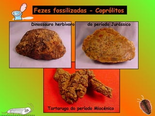 Fezes fossilizadas - Coprólitos
Tartaruga do período Miocénico
Dinossauro herbívoro do período Jurássico
 