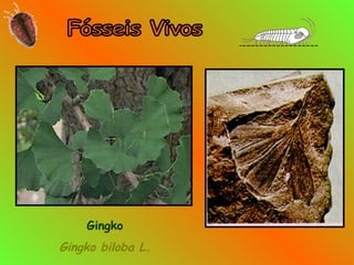 Gingko
Gingko biloba L.
 