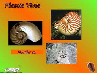 Nautilus sp.
 