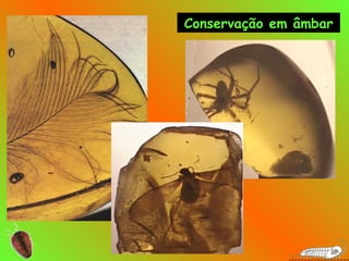 Conservação em âmbar
 