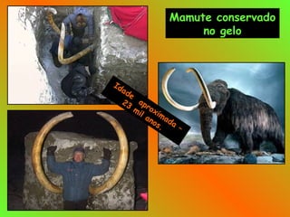 Mamute conservado
no gelo
Idade
aproximada
–
23
mil anos.
 