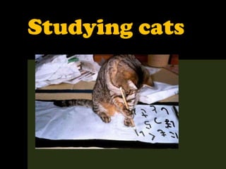 Studying cats
 