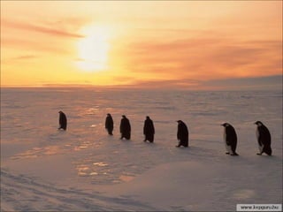 46226 antarctica-1-1