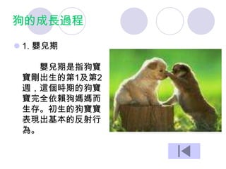 狗的成長過程
 1. 嬰兒期
嬰兒期是指狗寶
寶剛出生的第1及第2
週，這個時期的狗寶
寶完全依賴狗媽媽而
生存。初生的狗寶寶
表現出基本的反射行
為。
 
