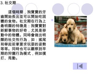 3. 社交期
這個時期，狗寶寶的牙
齒開始長出並可以開始吃固
體的食物。社交期在行為上
最明顯的特徵是：狗寶寶對
新鮮事物的好奇，尤其是移
動中的物體。同時會做出明
顯的社交性行為，如：搖尾
和舉起前掌要求玩耍的姿勢
等等。同時也可以觀察到早
期的狩獵行為模式，例如撲
打、甩動。
 。
 