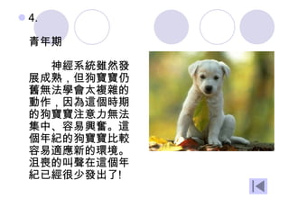  4.
青年期
神經系統雖然發
展成熟，但狗寶寶仍
舊無法學會太複雜的
動作，因為這個時期
的狗寶寶注意力無法
集中、容易興奮。這
個年紀的狗寶寶比較
容易適應新的環境。
沮喪的叫聲在這個年
紀已經很少發出了!
 