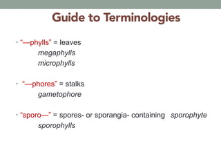 Microphyll Function 463226376-Lecture-1-Plant-Morpho-Anatomy-Intro-pdf.pdf