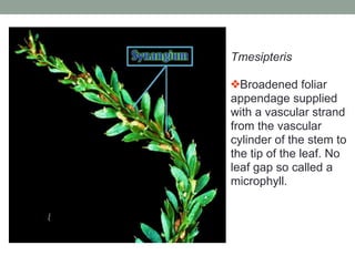 463226376-Lecture-1-Plant-Morpho-Anatomy-Intro-pdf.pdf