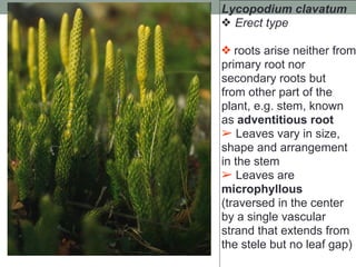 463226376-Lecture-1-Plant-Morpho-Anatomy-Intro-pdf.pdf