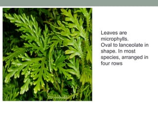 463226376-Lecture-1-Plant-Morpho-Anatomy-Intro-pdf.pdf