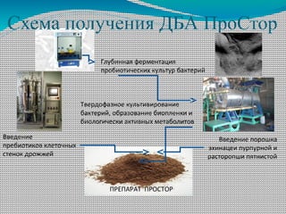 Схема получения ДБА ПроСтор
Глубинная ферментация
пробиотических культур бактерий
Твердофазное культивирование
бактерий, образование биопленки и
биологически активных метаболитов
Введение
пребиотиков клеточных
стенок дрожжей
Введение порошка
эхинацеи пурпурной и
расторопши пятнистой
ПРЕПАРАТ ПРОСТОР
 