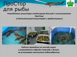 Разработаны рецептуры комбикормов для рыб с использованием
ПроСтор
(«Растительный концентрат с пробиотиком»)
Работа проведена на молоди карпа
и межвидового гибрида стерлядь х белуга
на установках замкнутого водоснабжения
ПроСтор
для рыбы
 