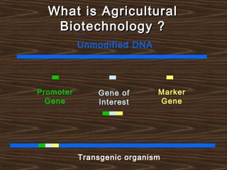 What is AgriculturalWhat is Agricultural
Biotechnology ?Biotechnology ?
Unmodified DNA
Gene of
Interest
Promoter
Gene
Marker
Gene
Transgenic organism
 