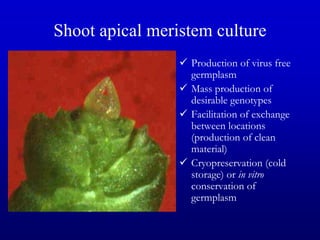 Shoot apical meristem culture
 Production of virus free
germplasm
 Mass production of
desirable genotypes
 Facilitation of exchange
between locations
(production of clean
material)
 Cryopreservation (cold
storage) or in vitro
conservation of
germplasm
 
