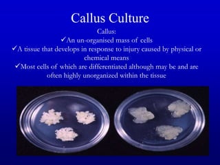 Callus Culture
Callus:
An un-organised mass of cells
A tissue that develops in response to injury caused by physical or
chemical means
Most cells of which are differentiated although may be and are
often highly unorganized within the tissue
 