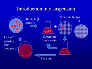 Introduction into suspension
+
Plate out
Sieve out lumps
1 2
Pick off
growing
high
producers
Initial high
density
Subculture
and sieving
 