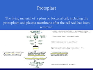 Protoplast
The living material of a plant or bacterial cell, including the
protoplasm and plasma membrane after the cell wall has been
removed.
 